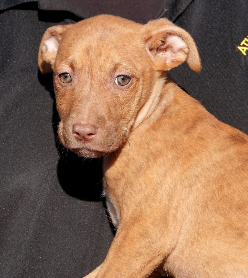A baby medium-sized female Brindle Terrier dog named Twizzler for adoption in Millfield, OH
