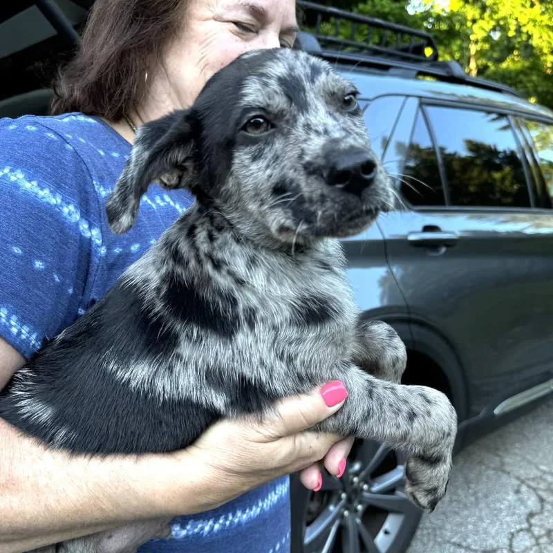 A baby medium-sized male Black Australian Shepherd dog named Ny Twinkie Avail Jun for adoption in Stormville, NY