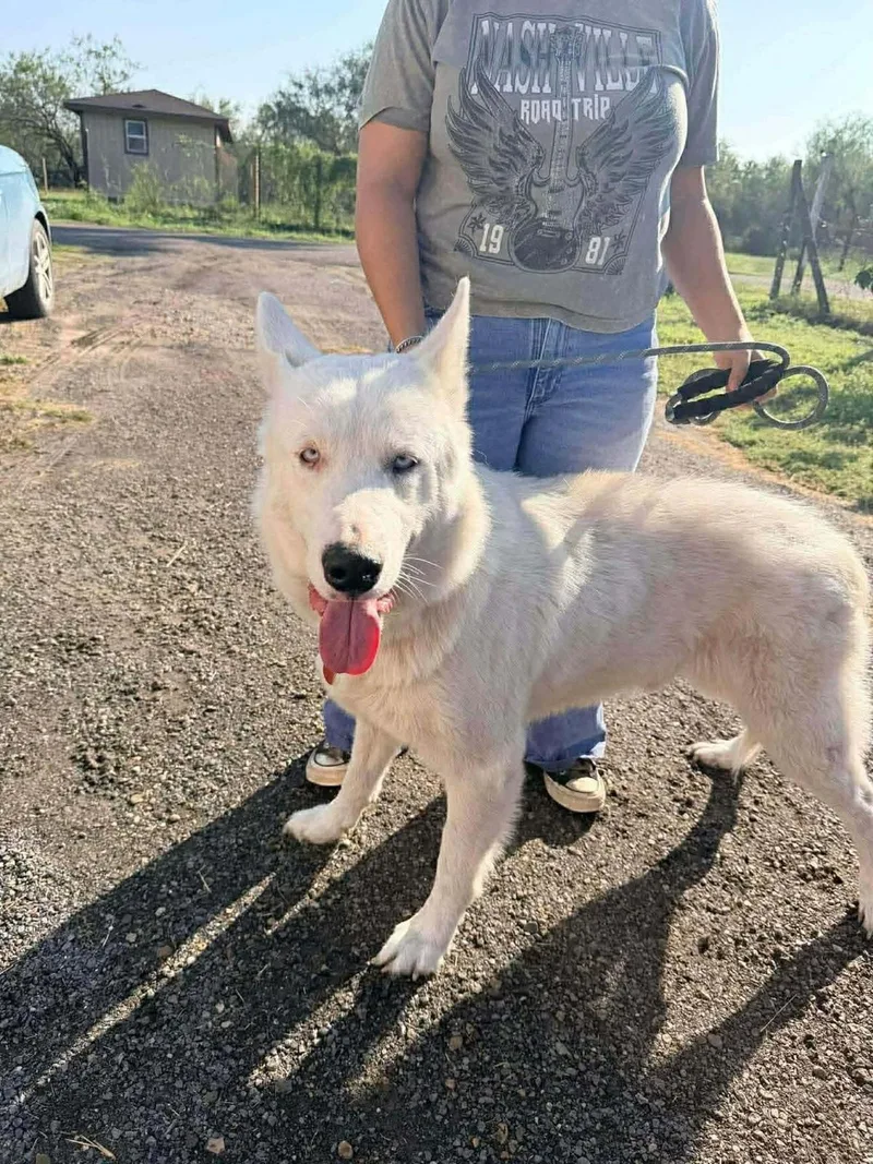 An adult large-sized male White / Cream Husky dog named Max for adoption in MISSION, TX