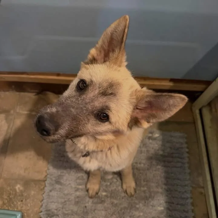 A young medium-sized female Mixed Breed dog named Sheba for adoption in Wilsall, MT
