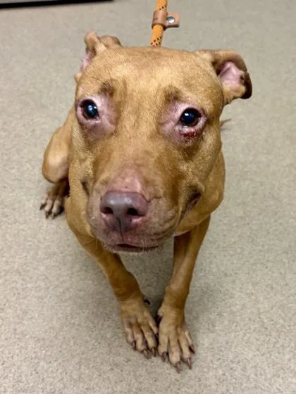 An adult medium-sized female Mixed Breed dog named China for adoption in Chamblee, GA