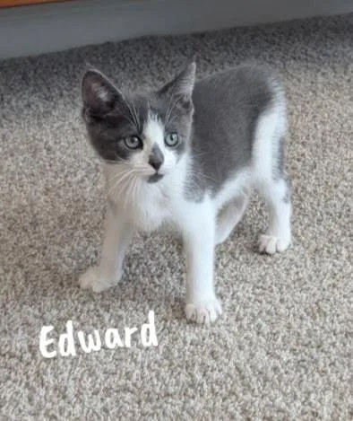 A baby medium-sized male Gray & White Domestic Short Hair cat named Edward for adoption in Overland Park, KS