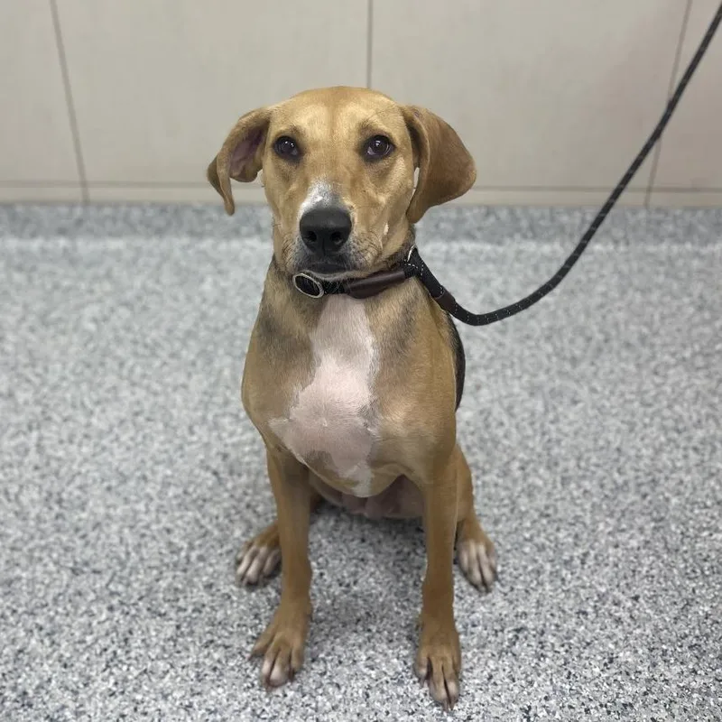 An adult medium-sized female Brown / Chocolate Hound dog named Eleanor for adoption in Naperville, IL