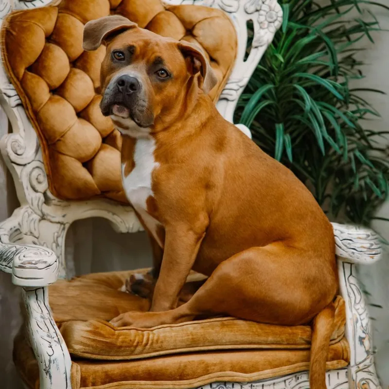 An adult medium-sized female Brown / Chocolate Mixed Breed dog named River for adoption in Glenfield, NY