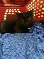 An adult medium-sized female Black Domestic Short Hair cat named Sugar for adoption in Charleston, SC