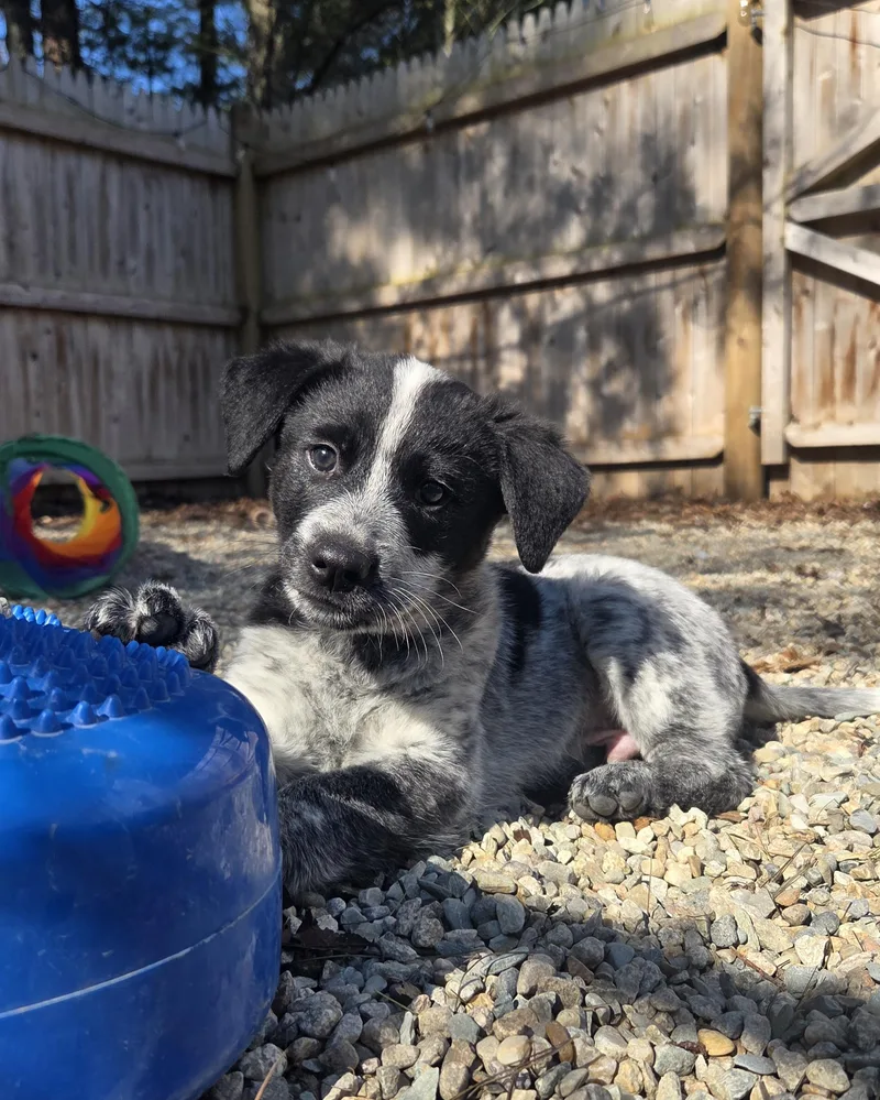 A baby medium-sized male Gray / Blue / Silver Australian Cattle Dog / Blue Heeler dog named Gandalf for adoption in Garden City, NY