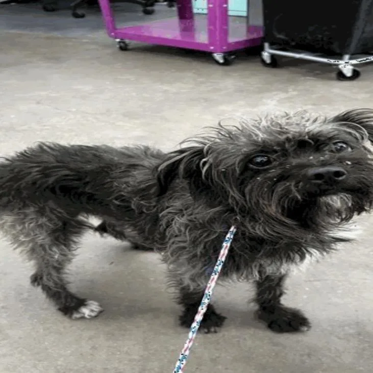An adult small-sized male Gray / Blue / Silver Mixed Breed dog named Buddy for adoption in Pasadena , MD