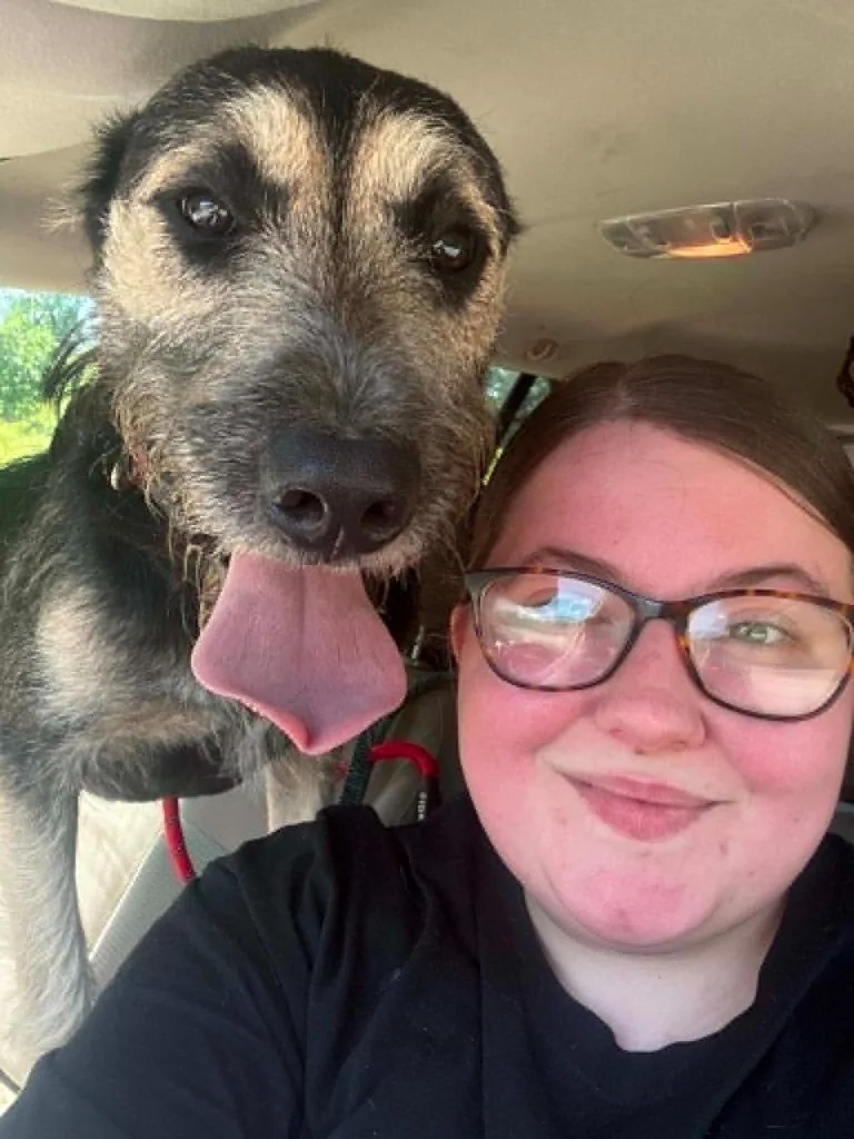 A young medium-sized male Schnauzer dog named Goober for adoption in Warren, MI
