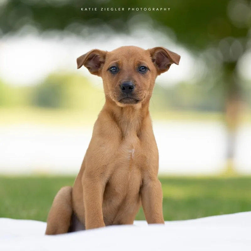 A baby small-sized female Brown / Chocolate Mixed Breed dog named Orla for adoption in Huntsville, AL