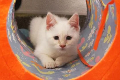 A young medium-sized female Domestic Short Hair cat named Rupee for adoption in Kansas City, MO