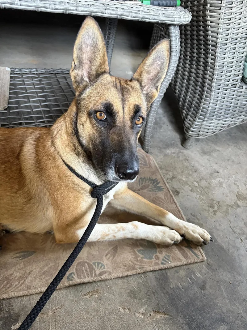 An adult medium-sized female Belgian Shepherd / Malinois dog named Laika for adoption in Oakland, CA