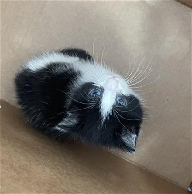 A baby medium-sized male Domestic Short Hair cat named Skeet for adoption in Dallas, TX