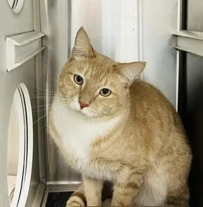 A baby small-sized male Domestic Short Hair cat named Casey for adoption in Bowie, MD