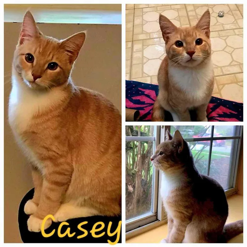 Casey thumbnail 5