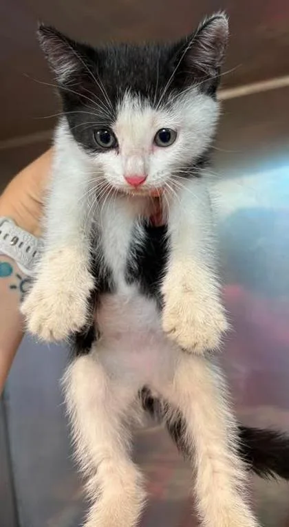 A baby small-sized male Domestic Short Hair cat named Mojo for adoption in Lampasas, TX