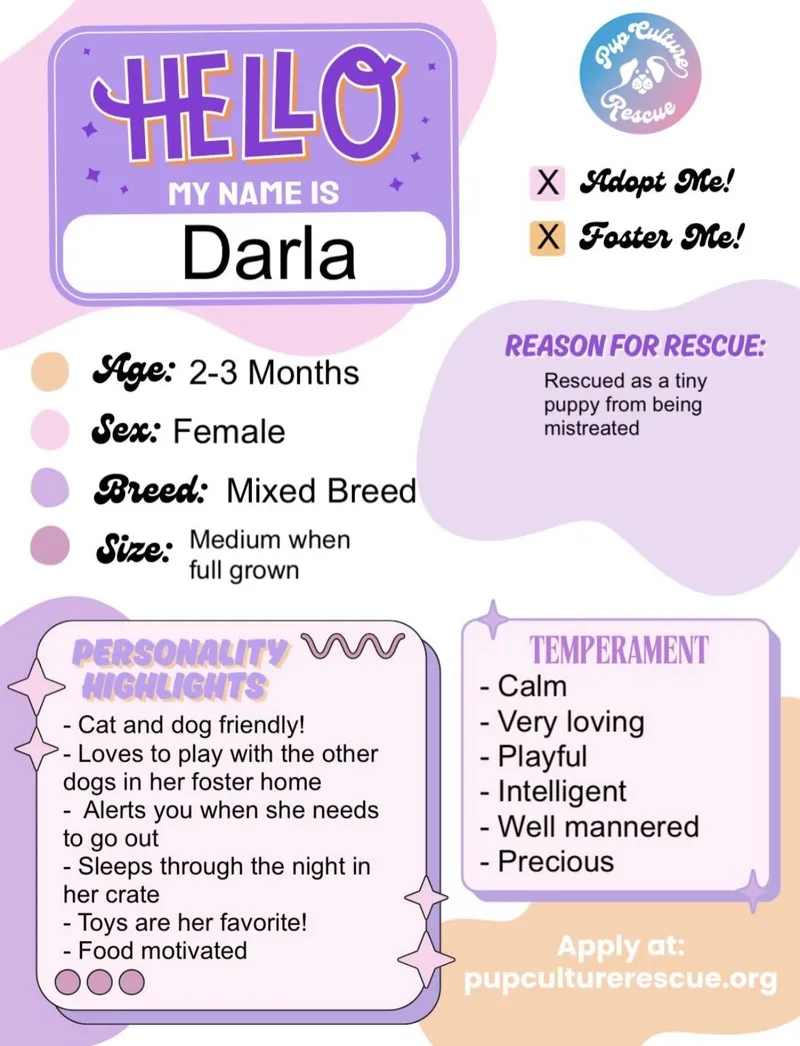 A baby medium-sized female Labrador Retriever dog named Darla for adoption in Pasadena, CA