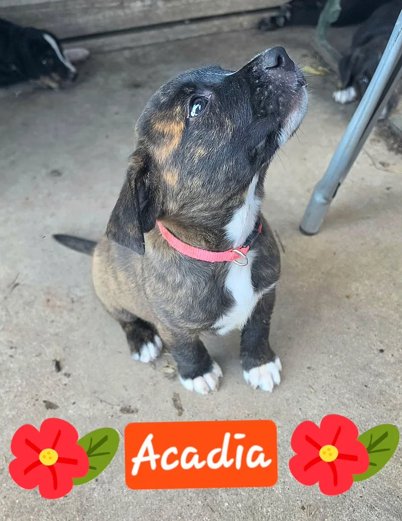 Arcadia