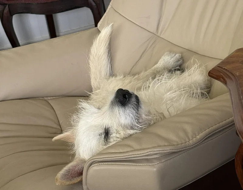 A senior small-sized male White / Cream West Highland White Terrier / Westie dog named Buddy for adoption in Studio City, CA
