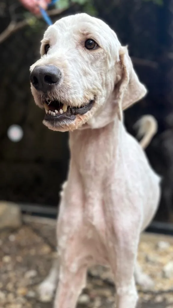 An adult extra large-sized male Poodle dog named Ollivander for adoption in Fort Worth, TX