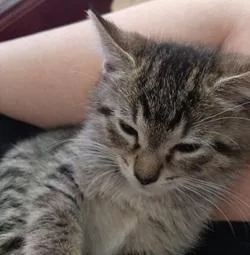 A baby medium-sized male Tabby cat named Spearmint for adoption in Raleigh, NC