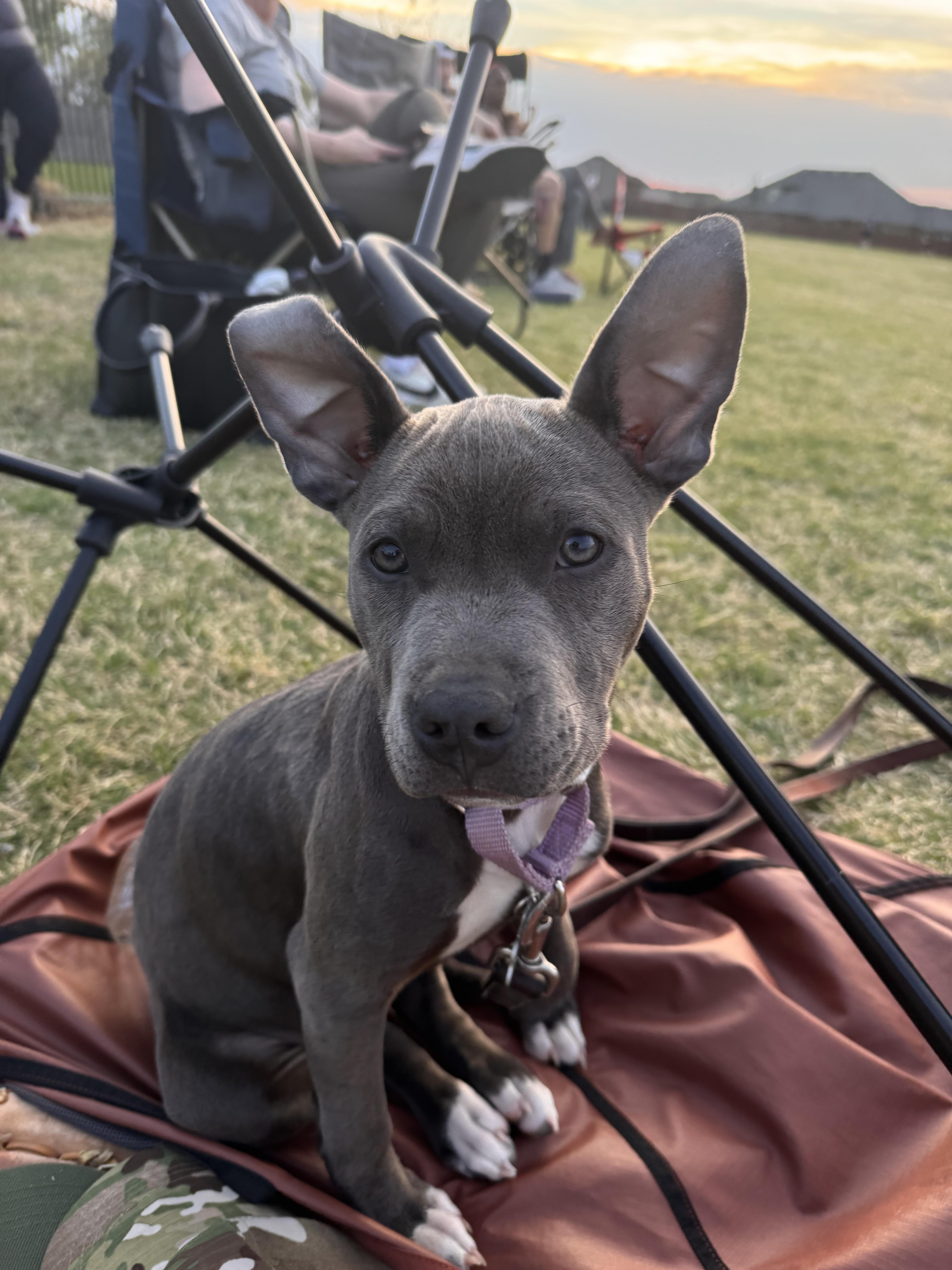 A young medium-sized female Gray / Blue / Silver American Staffordshire Terrier dog named Opal for adoption in Choctaw, OK