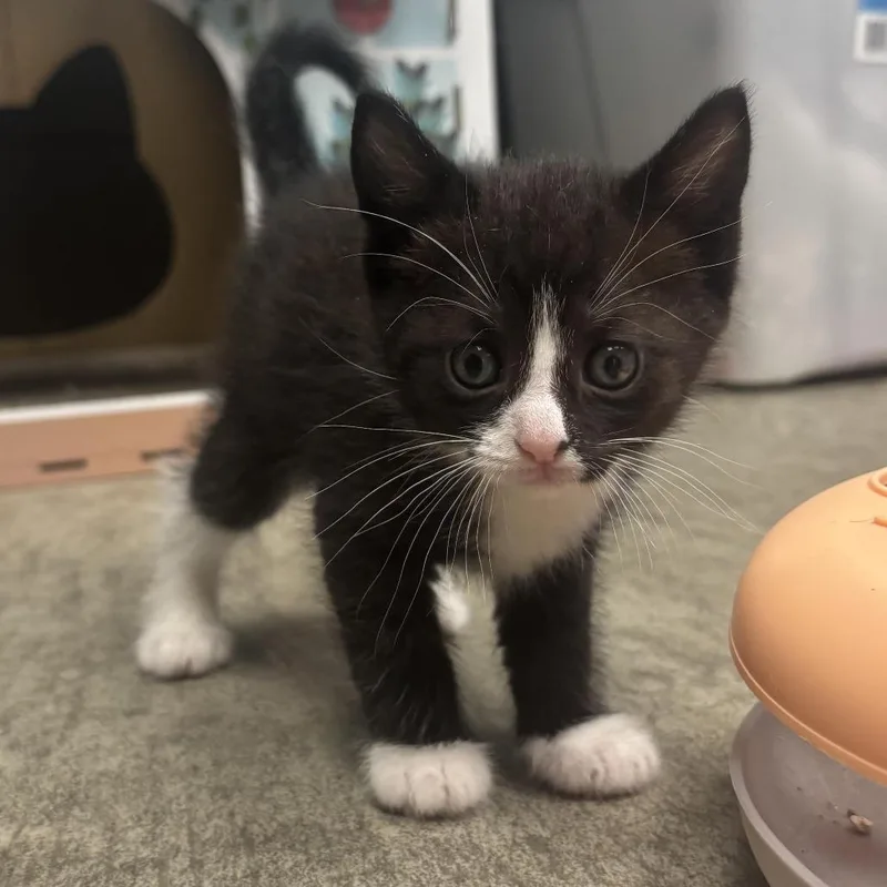 A baby small-sized female Black Domestic Short Hair cat named Nadia for adoption in Waynesburg, PA