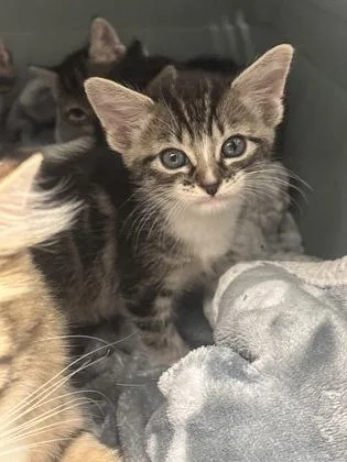 A baby small-sized female Domestic Short Hair cat named Coy Parton for adoption in Atlanta, GA