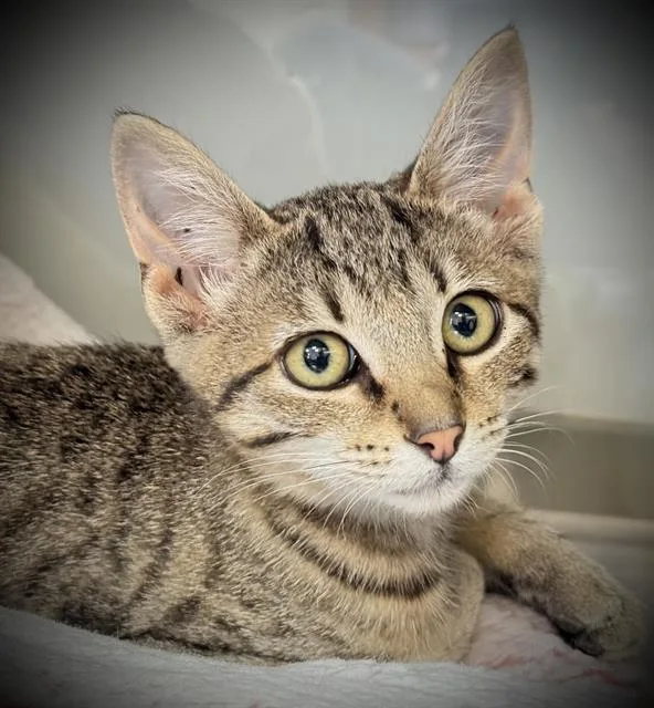 A baby small-sized female Domestic Short Hair cat named Reba for adoption in Santa Cruz, CA