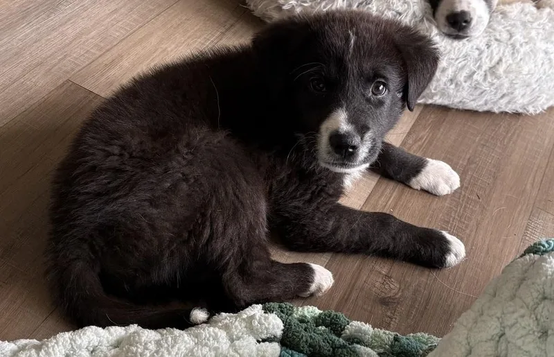 A baby large-sized male Great Pyrenees dog named New Girl Litterwinston for adoption in Columbus, OH