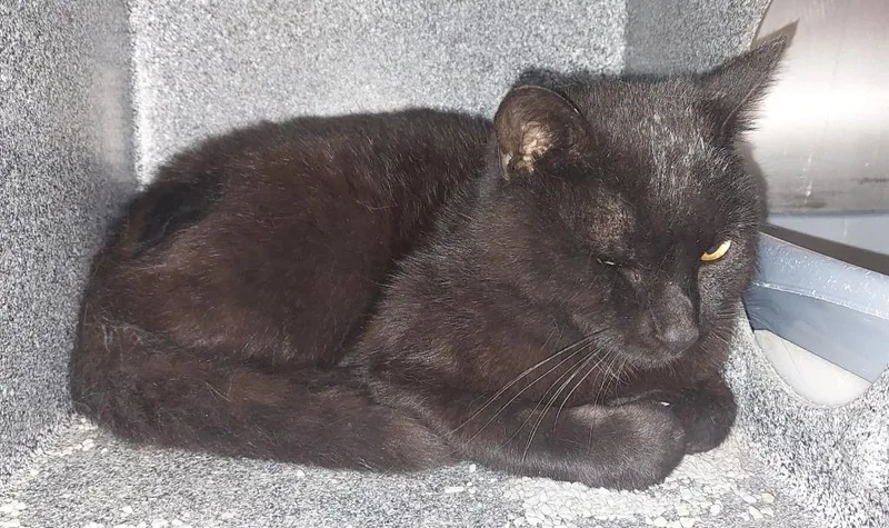 A young medium-sized male Domestic Short Hair cat named Bb for adoption in Mocksville, NC