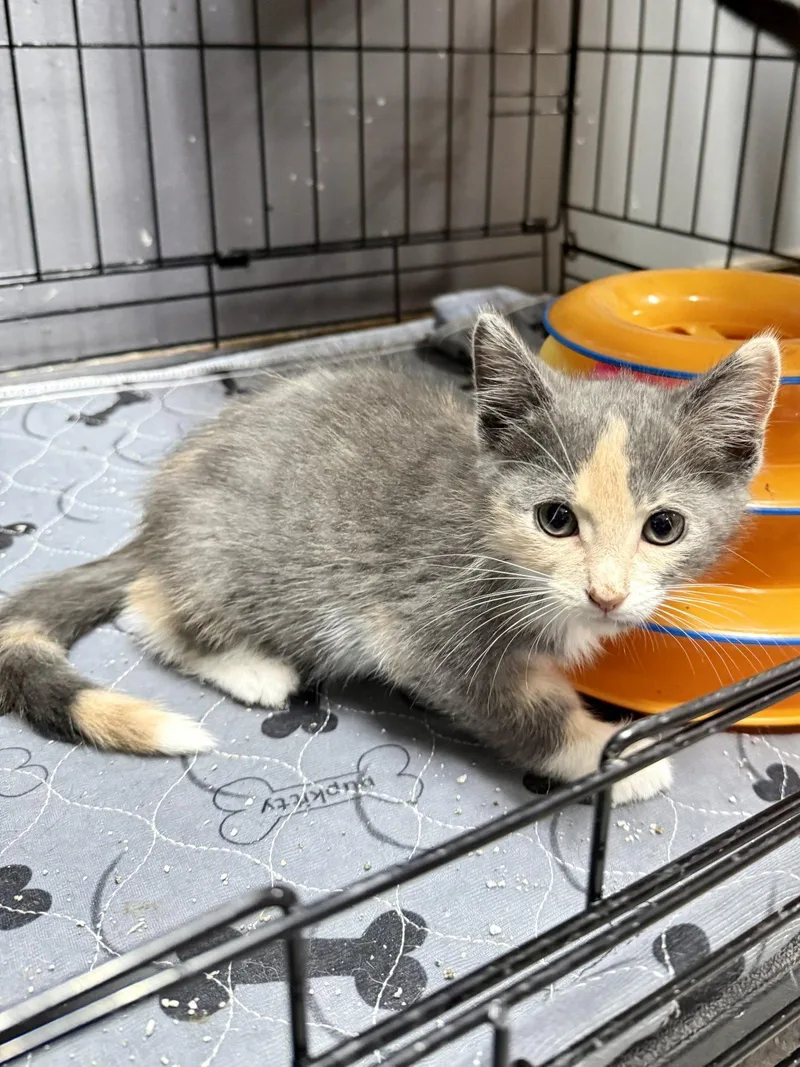 CAT Uma