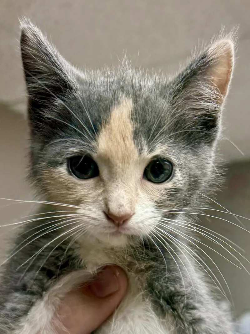 CAT  Uma thumbnail 2