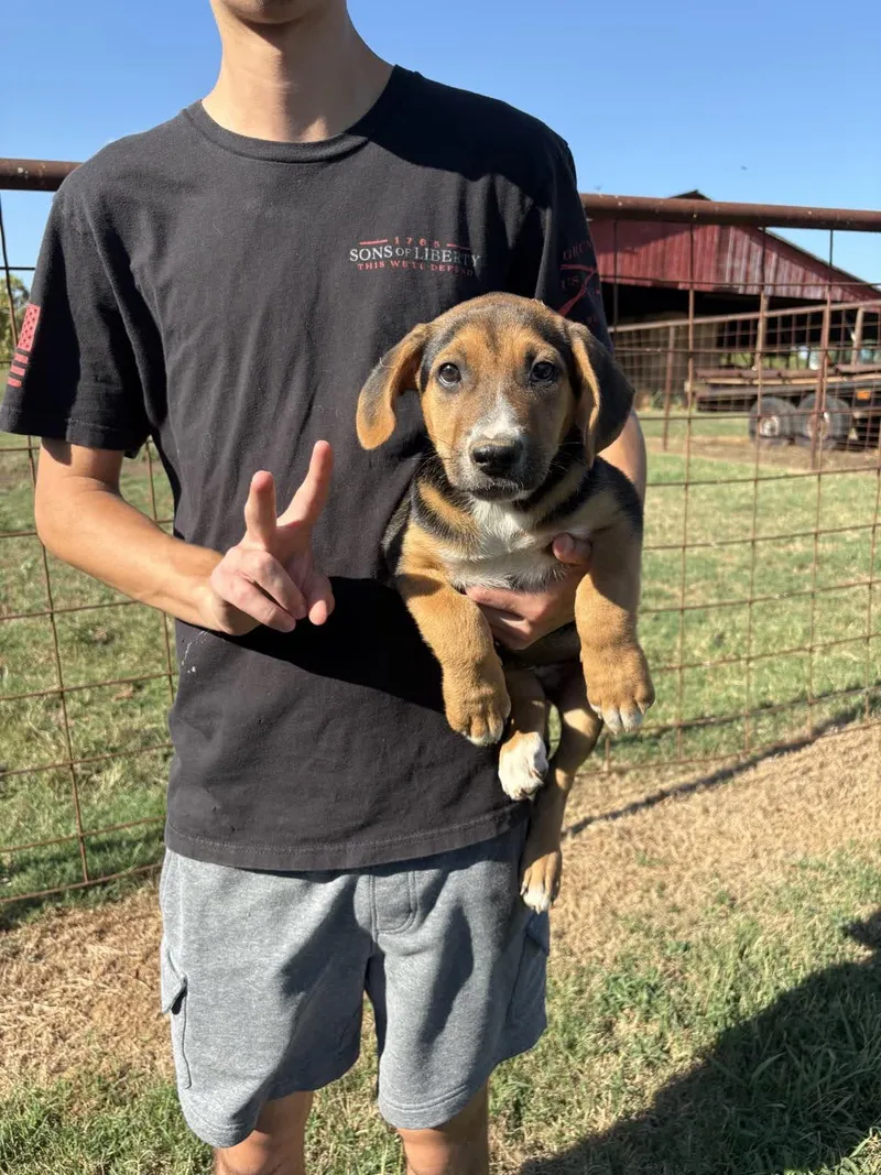 A baby medium-sized male Labrador Retriever dog named Nugget for adoption in Zimmerman, MN