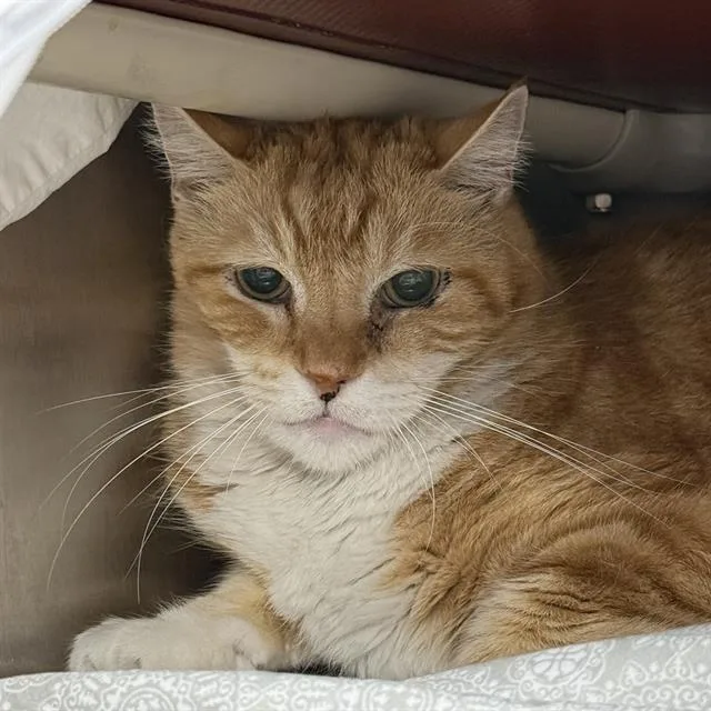 An adult large-sized male Domestic Short Hair cat named Button for adoption in Las Vegas, NV