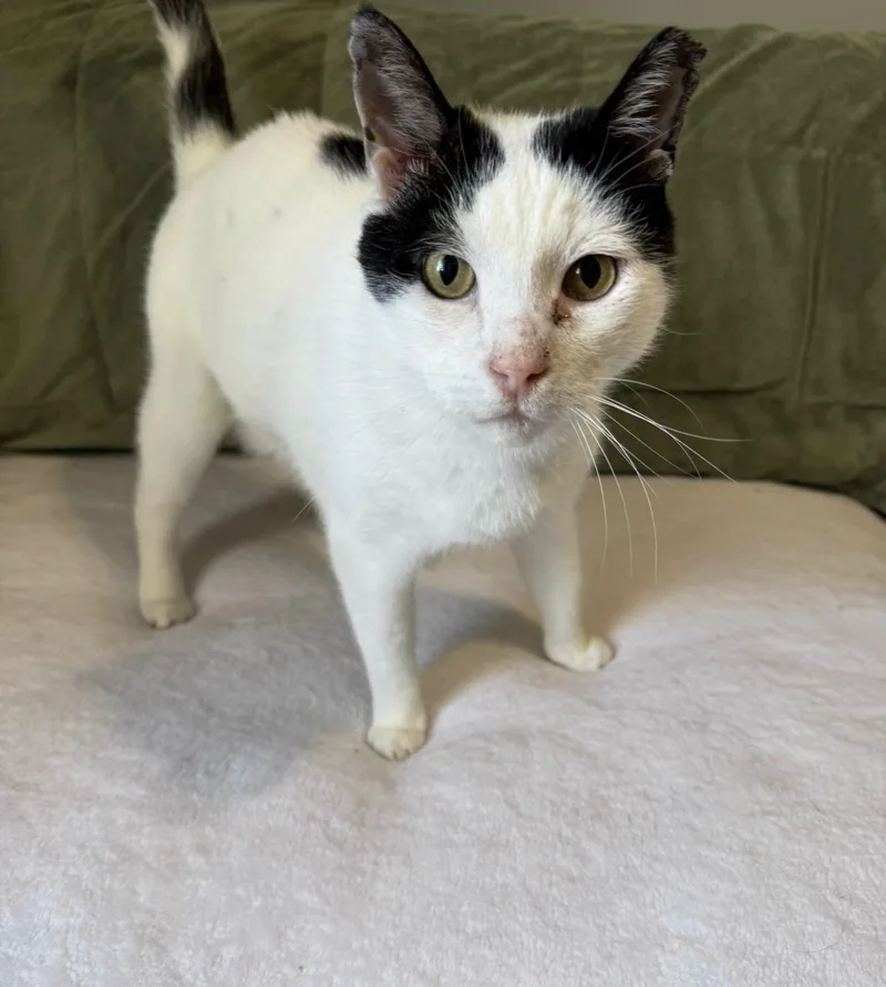 An adult medium-sized male White American Shorthair cat named Domino sweetest boy for adoption in Metairie, LA