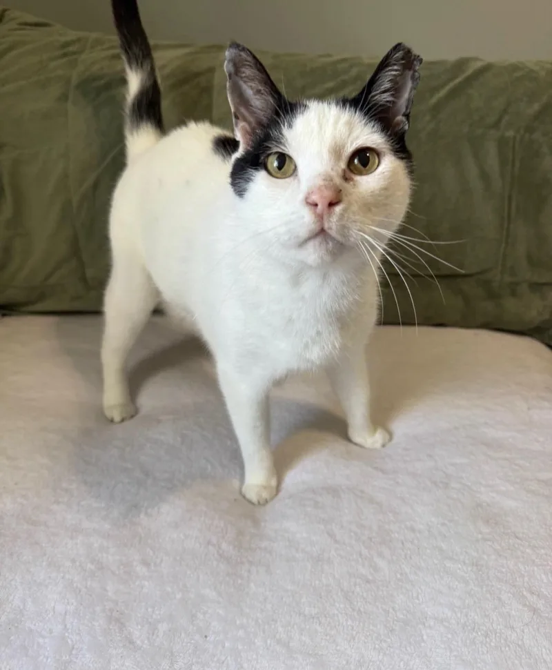 Domino sweetest boy thumbnail 3