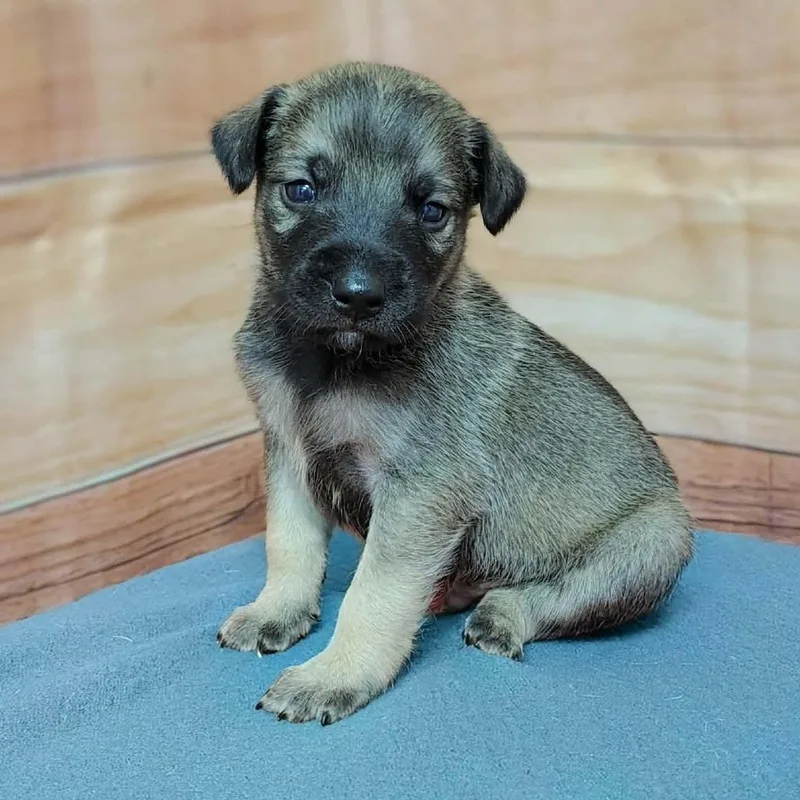 A baby medium-sized male Sable Labrador Retriever dog named Howie for adoption in Griswold, CT