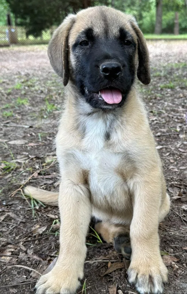 Bandit