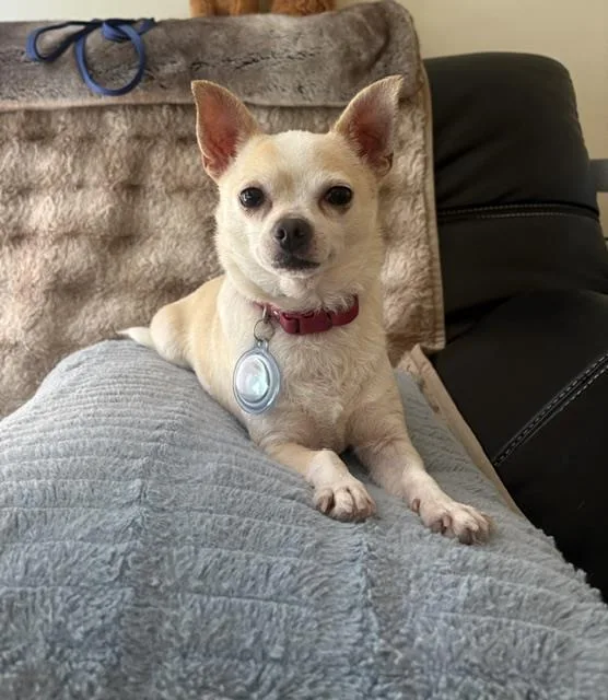 An adult small-sized female Chihuahua dog named Lucy for adoption in Santa Barbara, CA