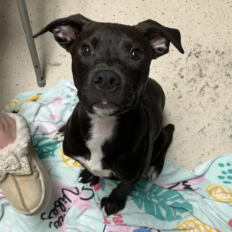 A young medium-sized male Black Mixed Breed dog named Beau for adoption in Columbia, MO