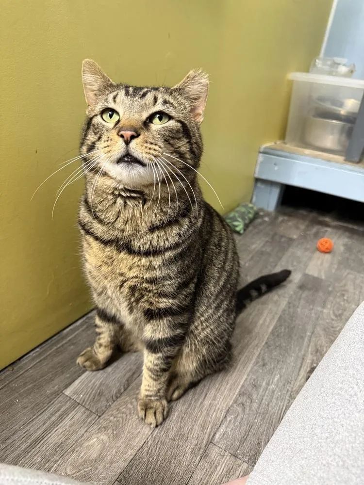 Thomas "the Tank" thumbnail 2