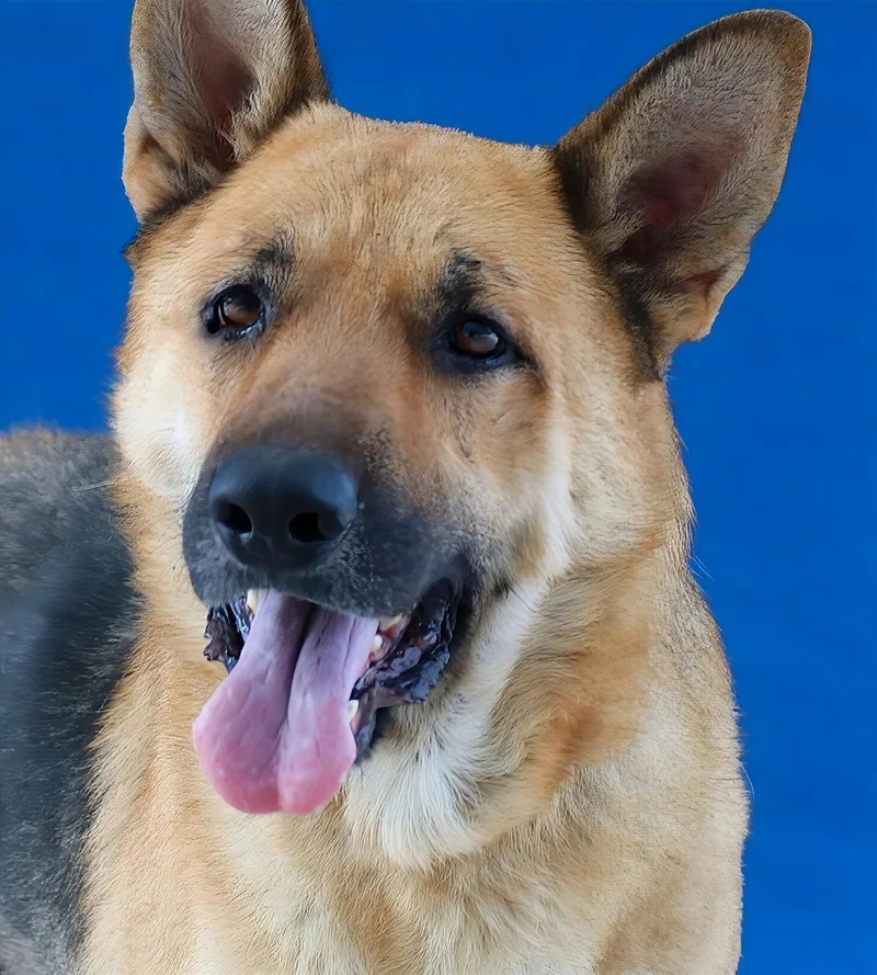An adult medium-sized female German Shepherd Dog dog named Melody for adoption in Pasadena, CA