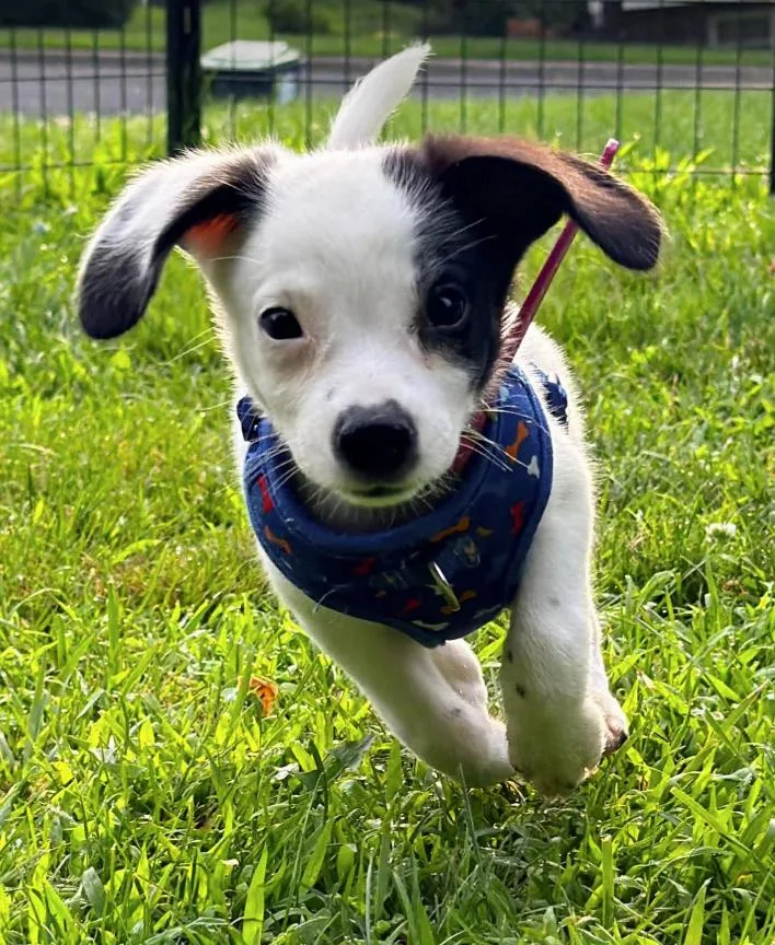 A baby medium-sized female Black Australian Cattle Dog / Blue Heeler dog named Odessa for adoption in Pleasant Valley, NY