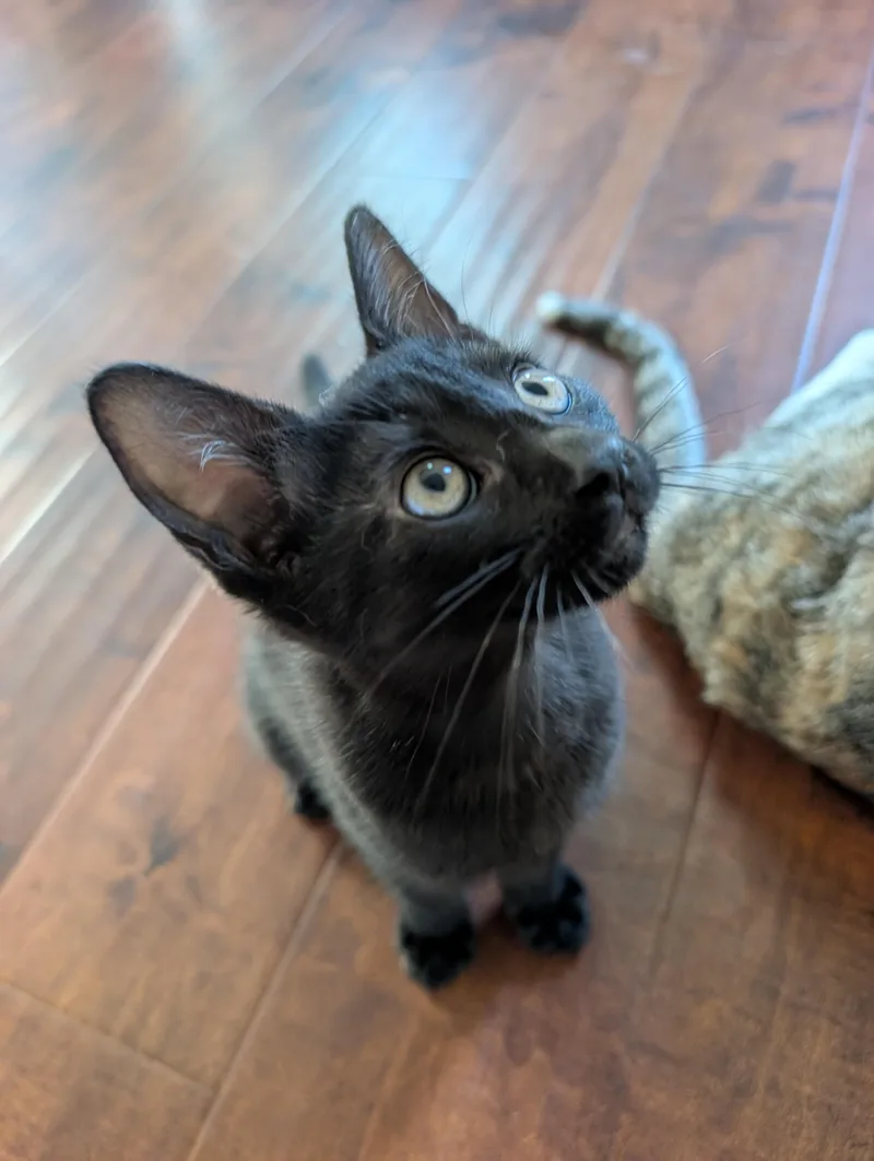 A baby small-sized female Black Domestic Short Hair cat named Sniff for adoption in Orange, CA