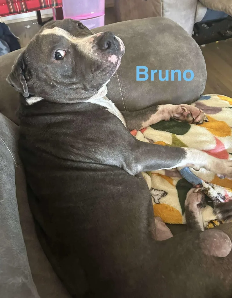An adult medium-sized male Gray / Blue / Silver Pit Bull Terrier dog named Bruno for adoption in Madisonville, LA