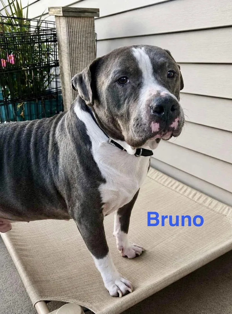 Bruno thumbnail 2