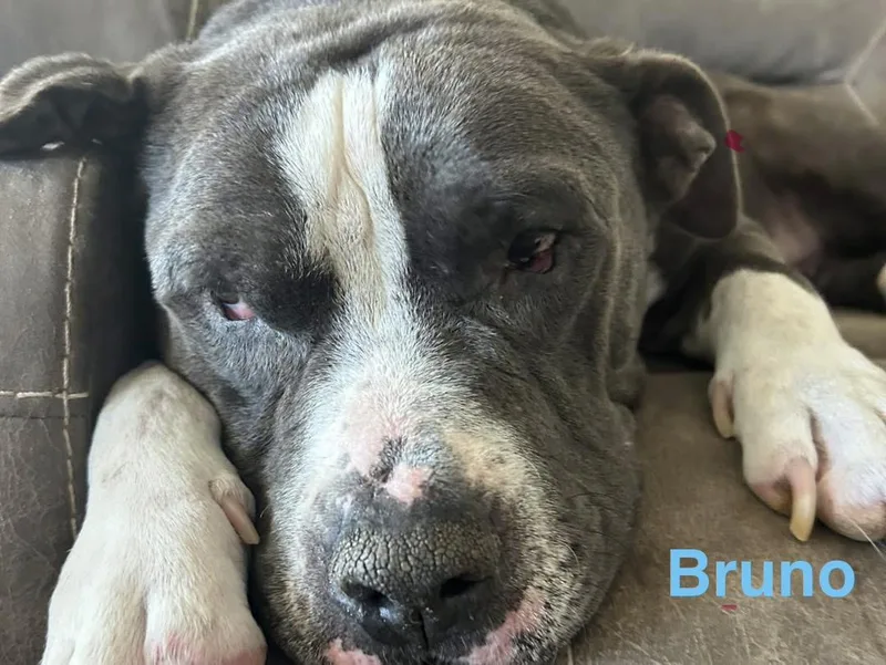 Bruno thumbnail 4