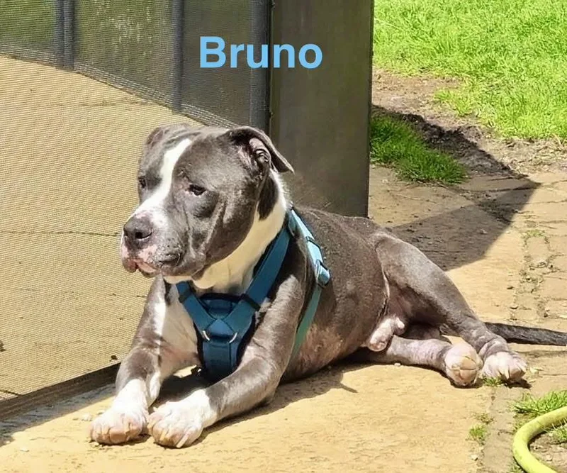 Bruno thumbnail 5