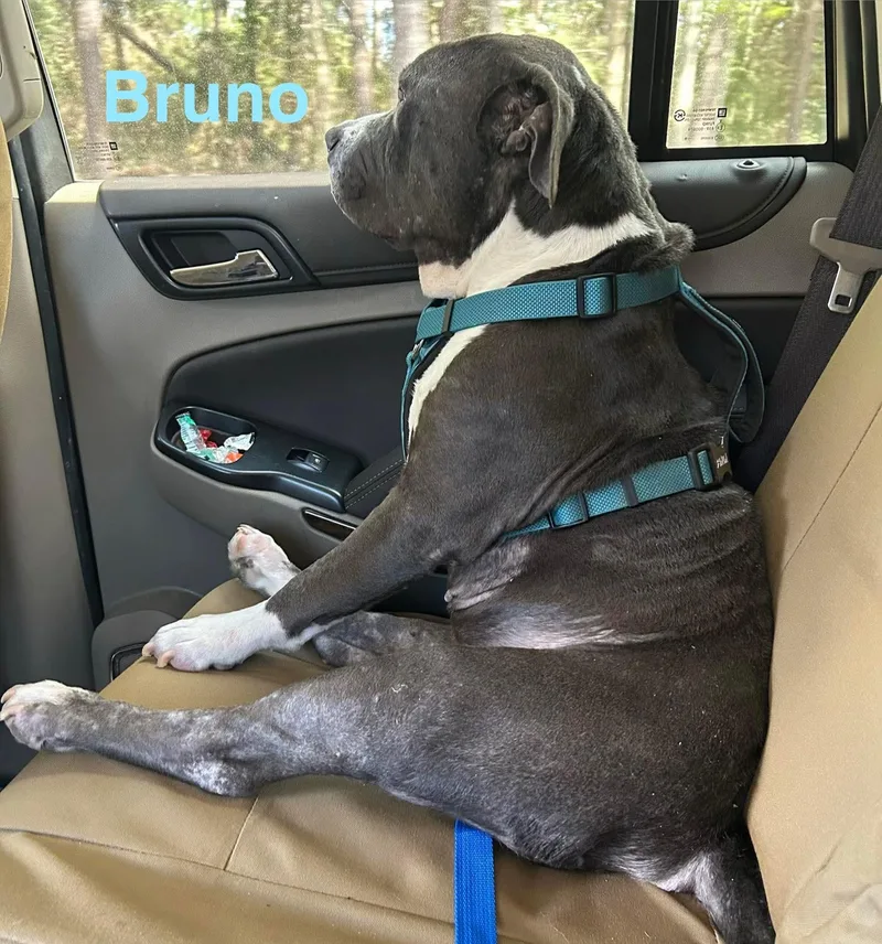 Bruno thumbnail 6
