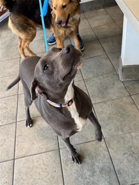 An adult medium-sized male American Staffordshire Terrier dog named Smokey for adoption in San Antonio, TX